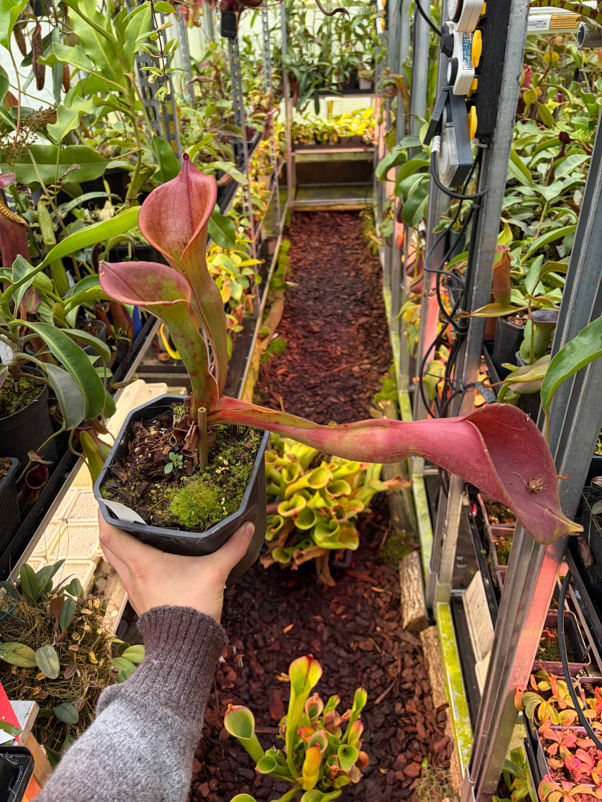 Heliamphora ionasi ‚Killer Giant‘