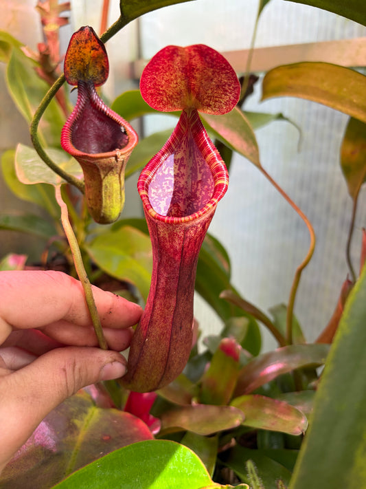 Nepenthes lowii x boschiana EP