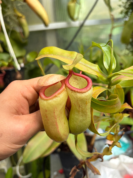 Nepenthes ventricosa