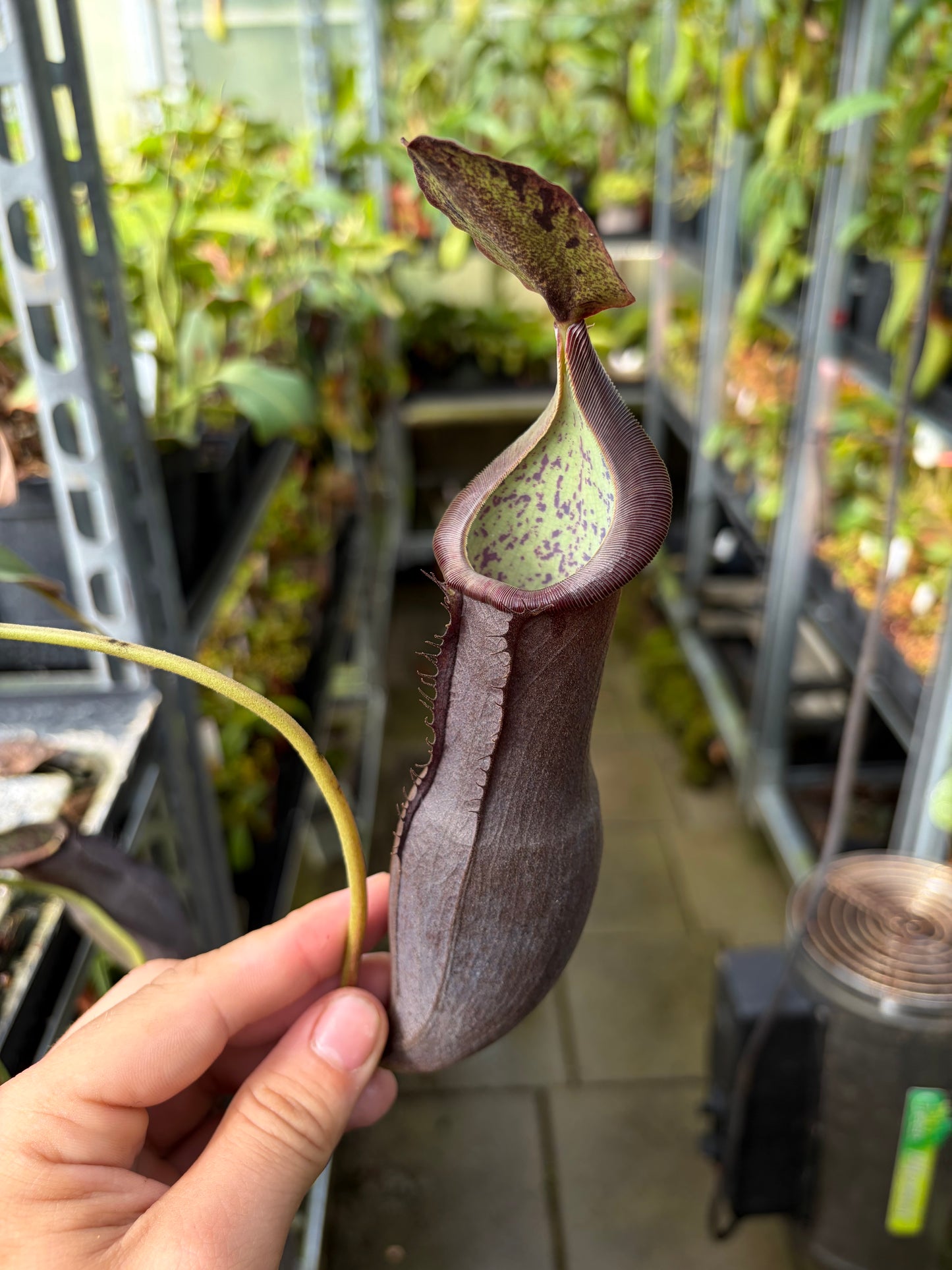 Nepenthes (izumiae x ramispina EP) x naga