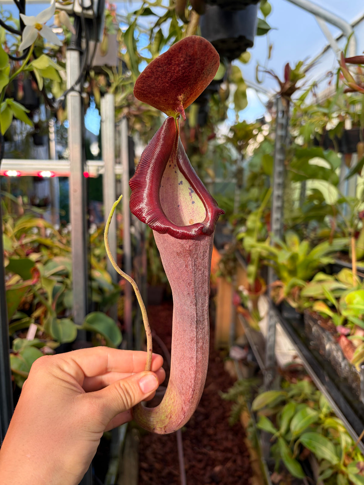 Nepenthes lingulata x truncata ‚new grex‘ 10cm