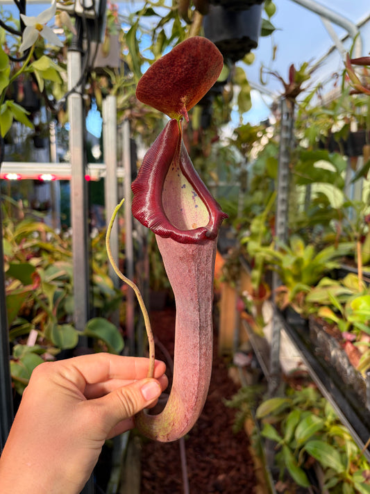 Nepenthes lingulata x truncata ‚new grex‘ 10cm