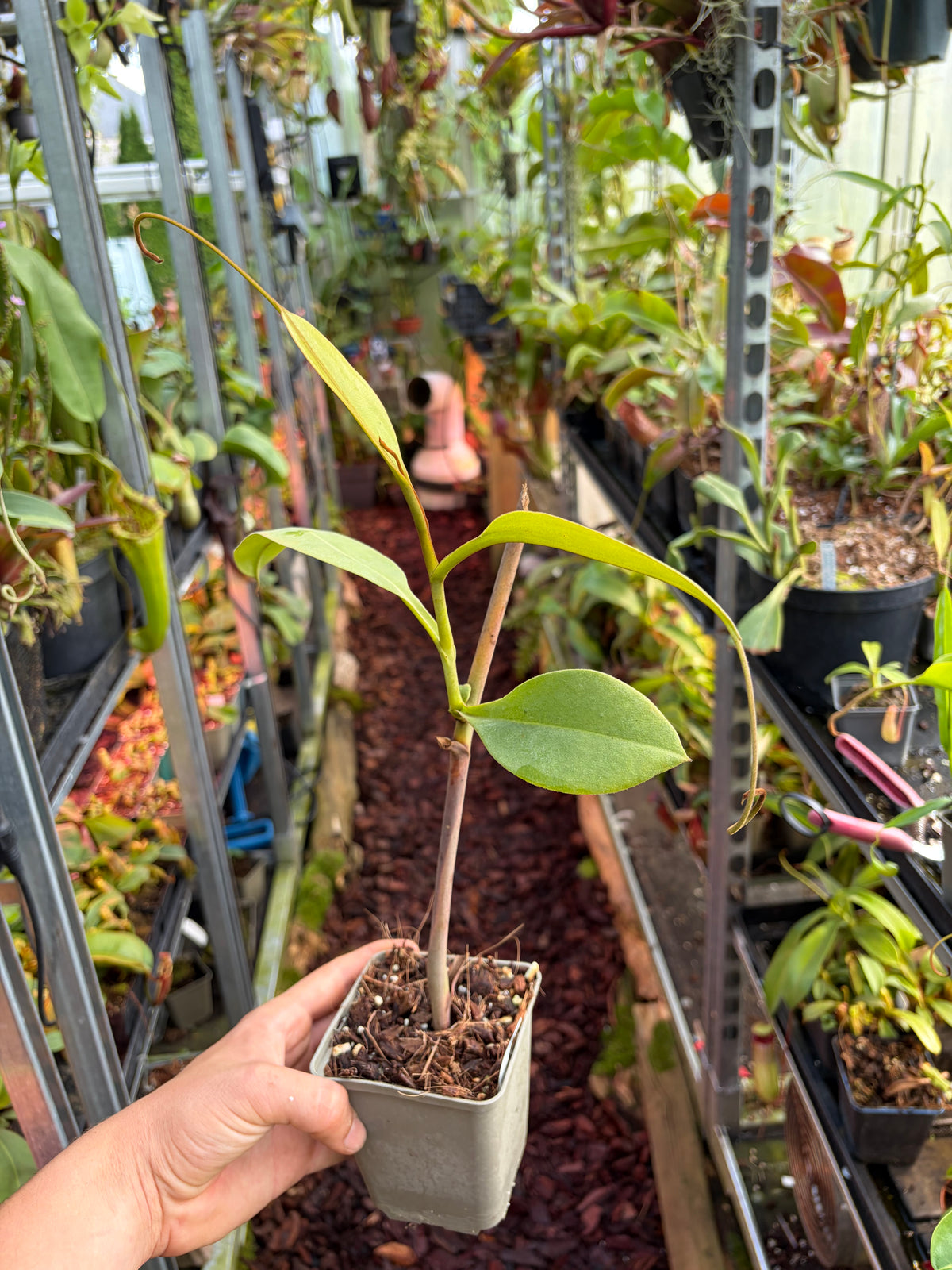 Nepenthes vogelii ‚rooted cutting‘