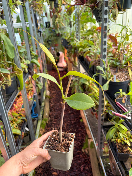 Nepenthes vogelii ‚rooted cutting‘