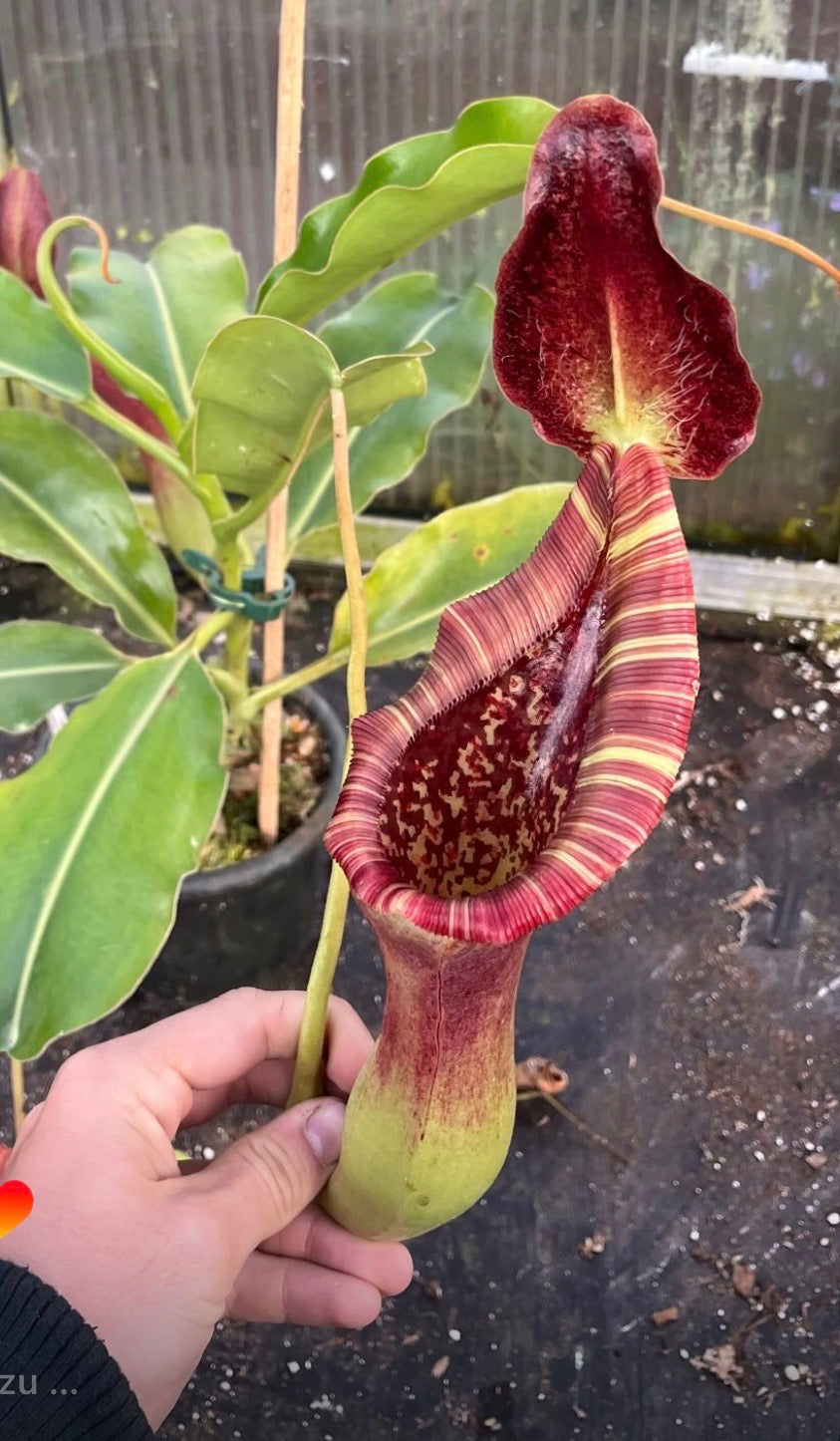 Nepenthes lowii x truncata ‚new grex - rooted cutting‘