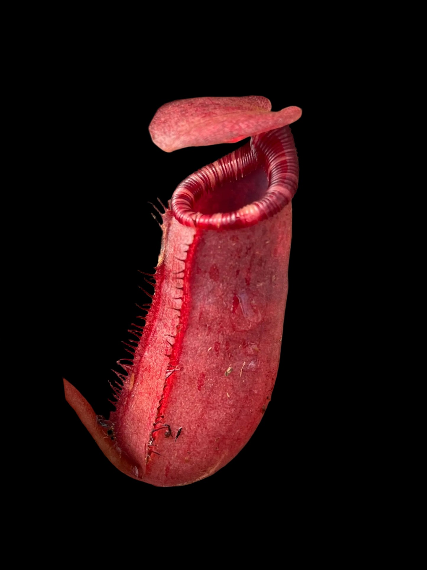 Nepenthes sibuyanensis x lowii 10cm