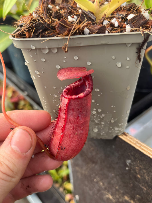 Nepenthes sibuyanensis x lowii 10cm
