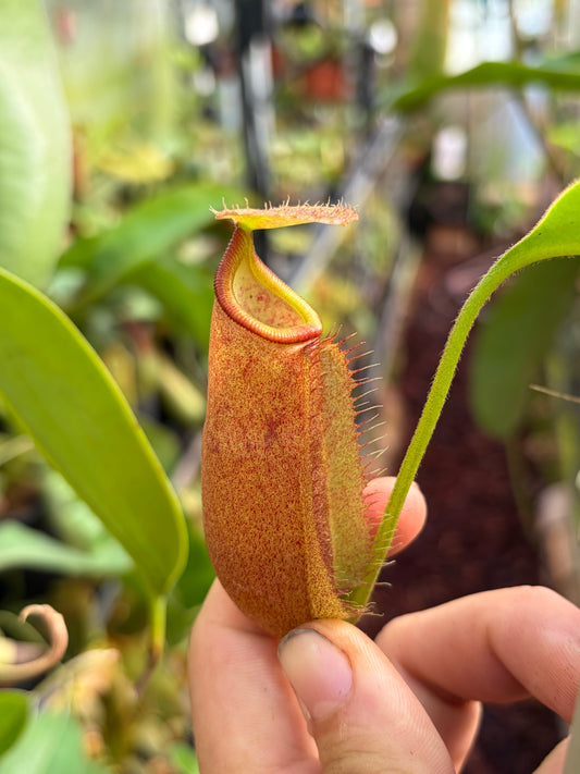 Nepenthes robcantleyi x palawanensis (BE-4591) 10cm