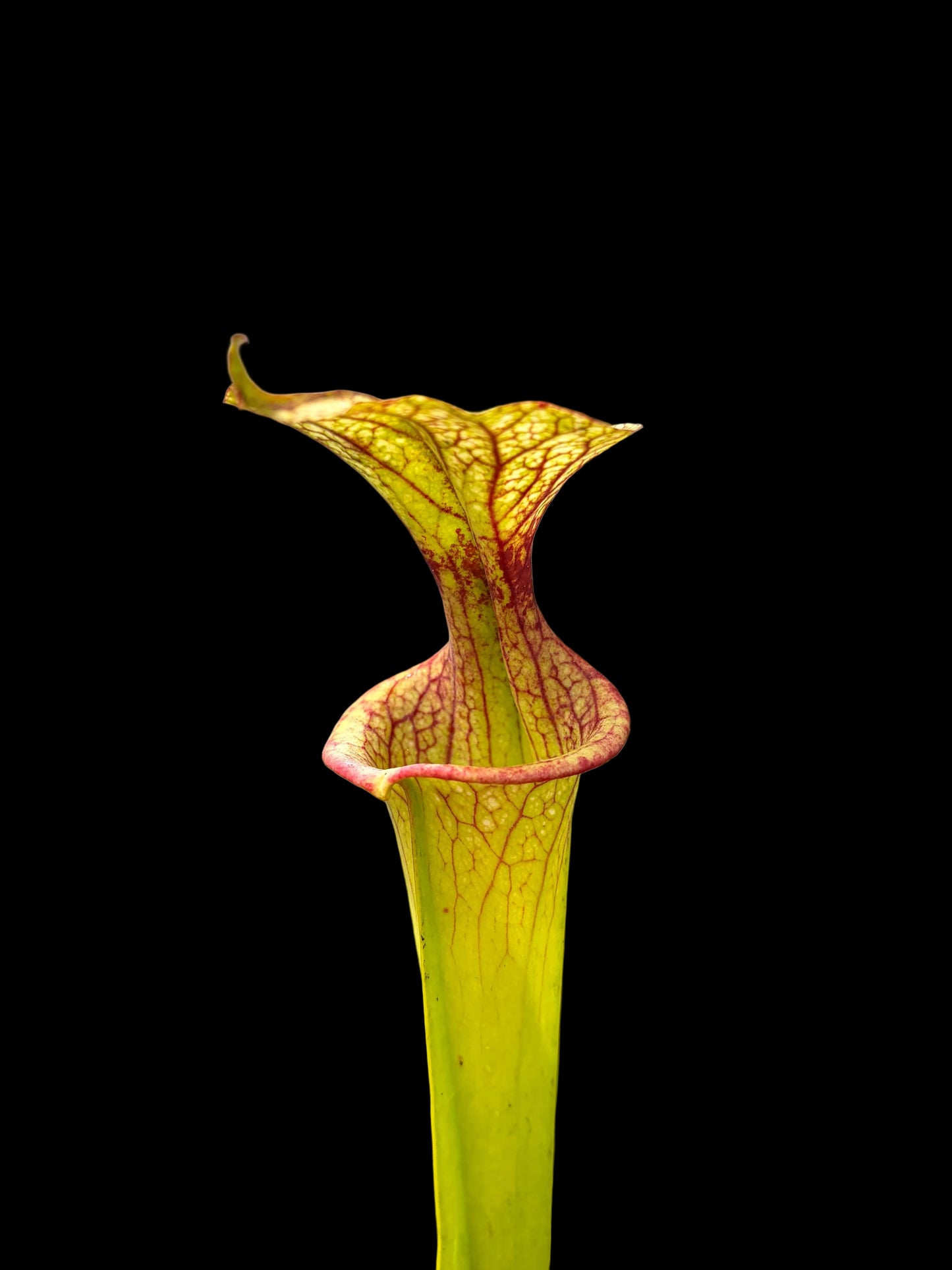 Sarracenia x adrian slack