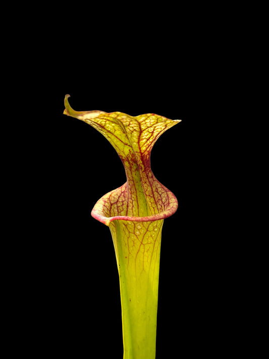 Sarracenia x adrian slack