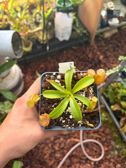 Nepenthes undulatifolia x diabolica 7-10cm