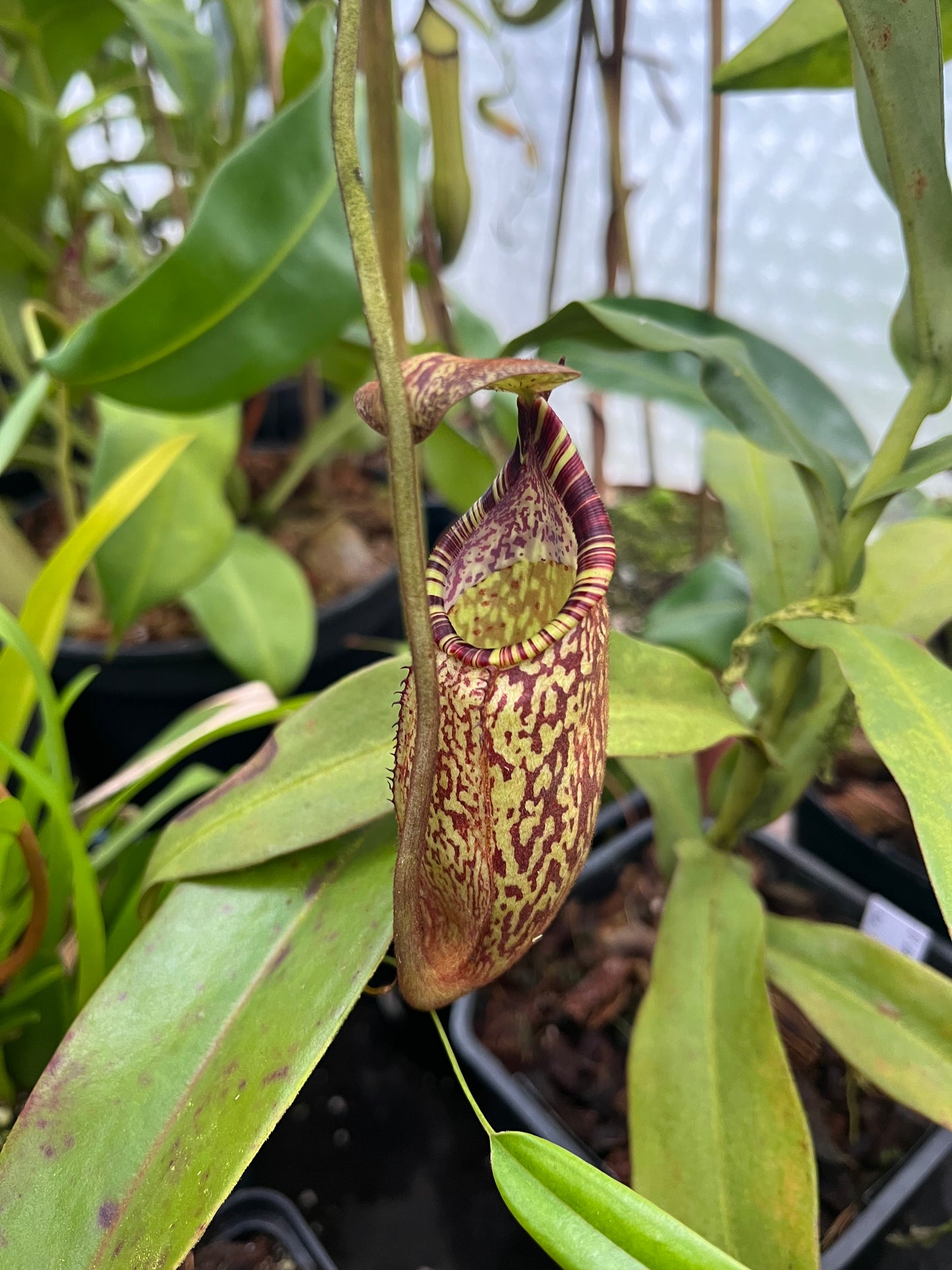Nepenthes spectabilis ‚Bandahara‘ 7cm