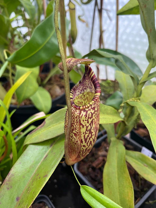 Nepenthes spectabilis ‚Bandahara‘ 7cm