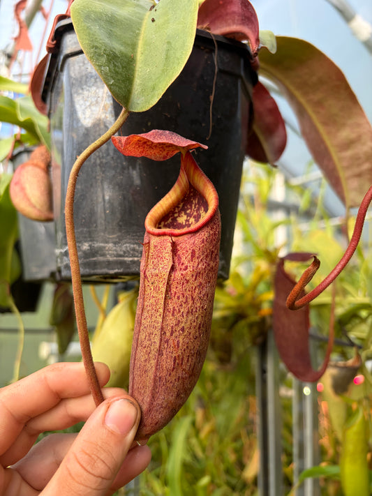 Nepenthes (lowii x truncata ‚squat‘) x peltata