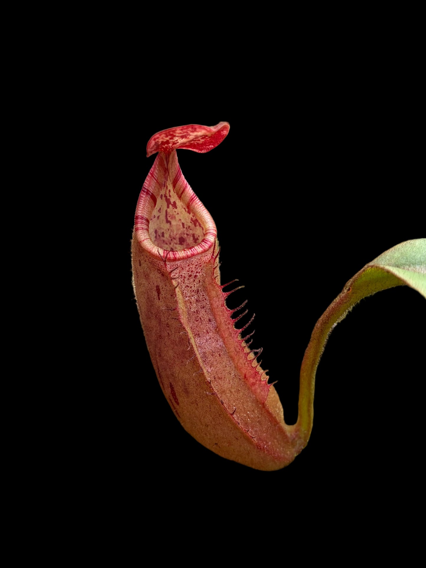 Népenthès (veitchii 'candy' x boschiana) x veitchii 'candy' 10 cm