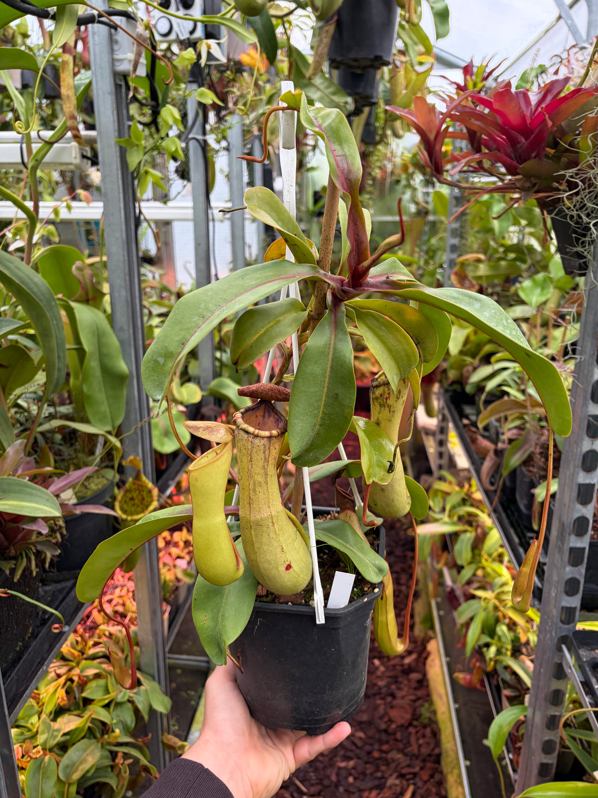 Nepenthes ventricosa x clipeata ‚female - 2 growpoints‘