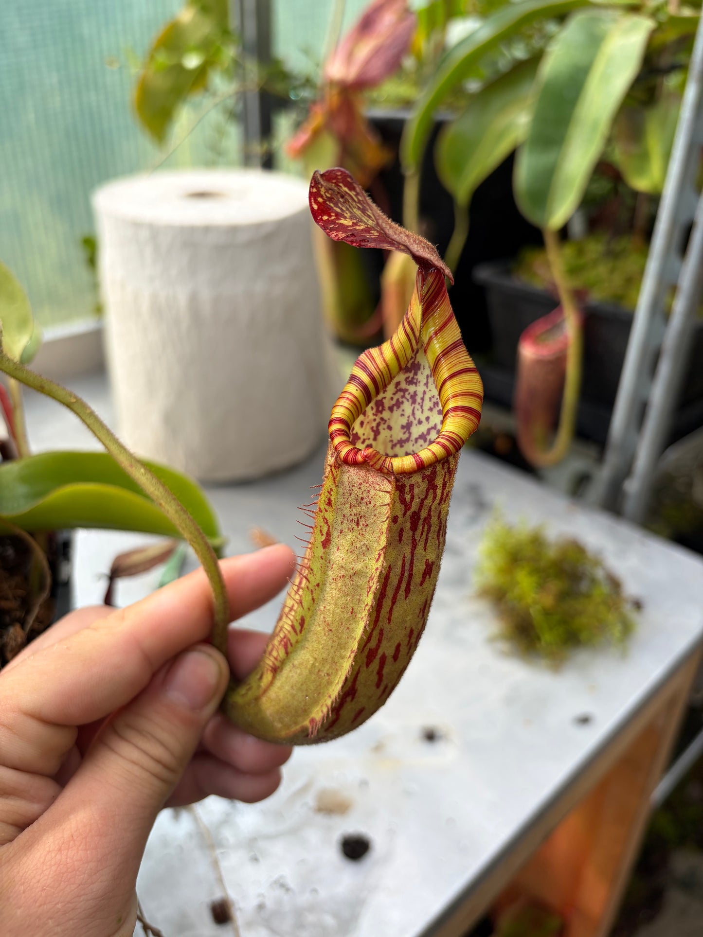Nepenthes veitchii ‚candy‘ x boschiana ‚female‘