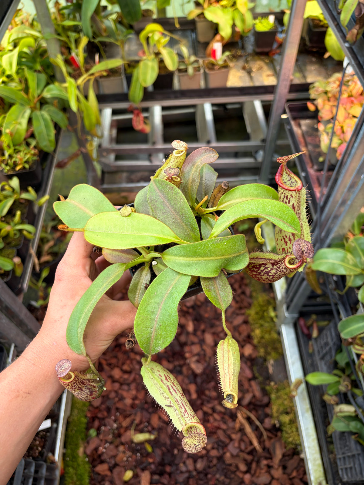 Nepenthes (veitchii x platychila) x self 10-15cm