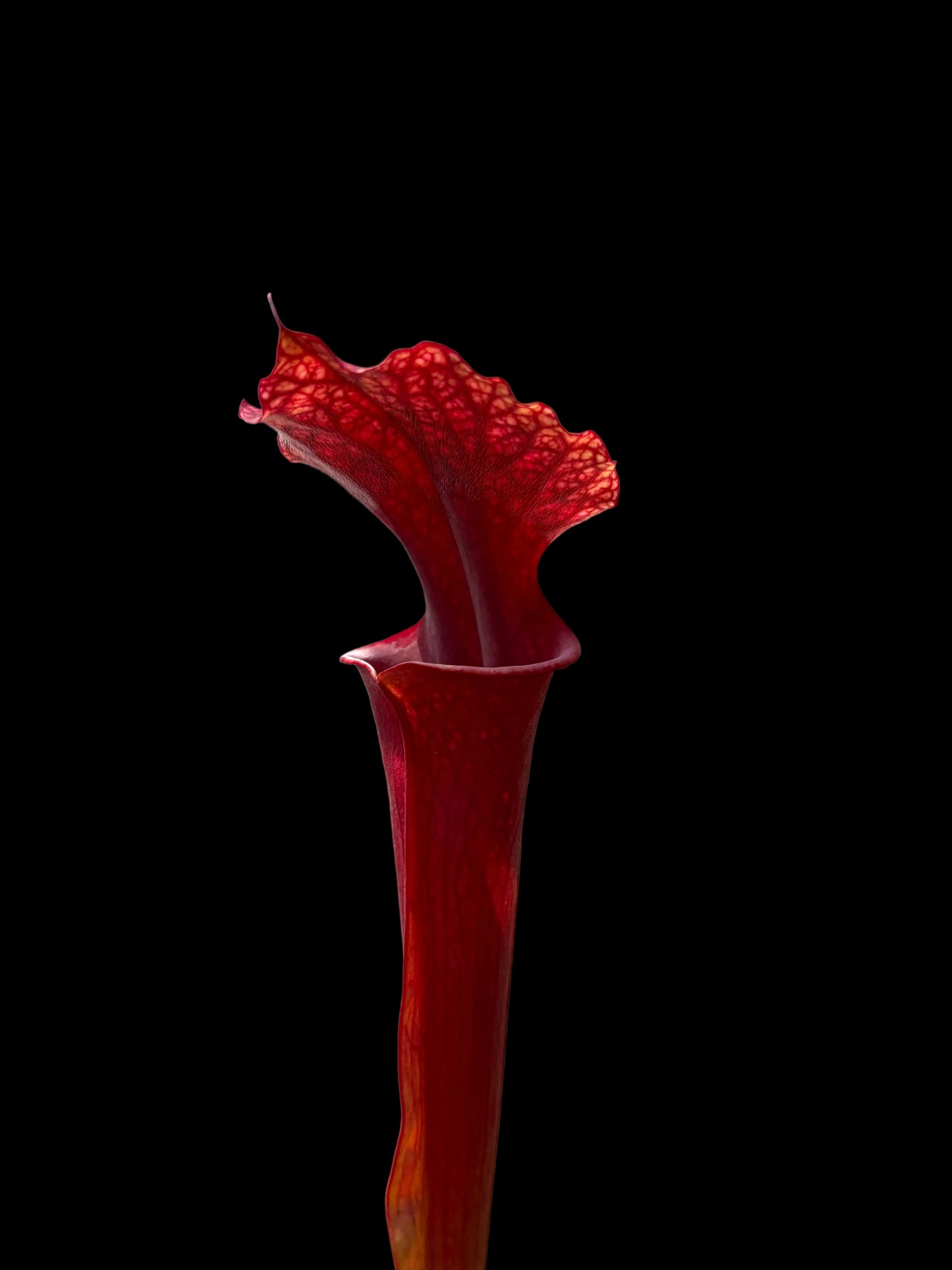 Sarracenia hybrid #017