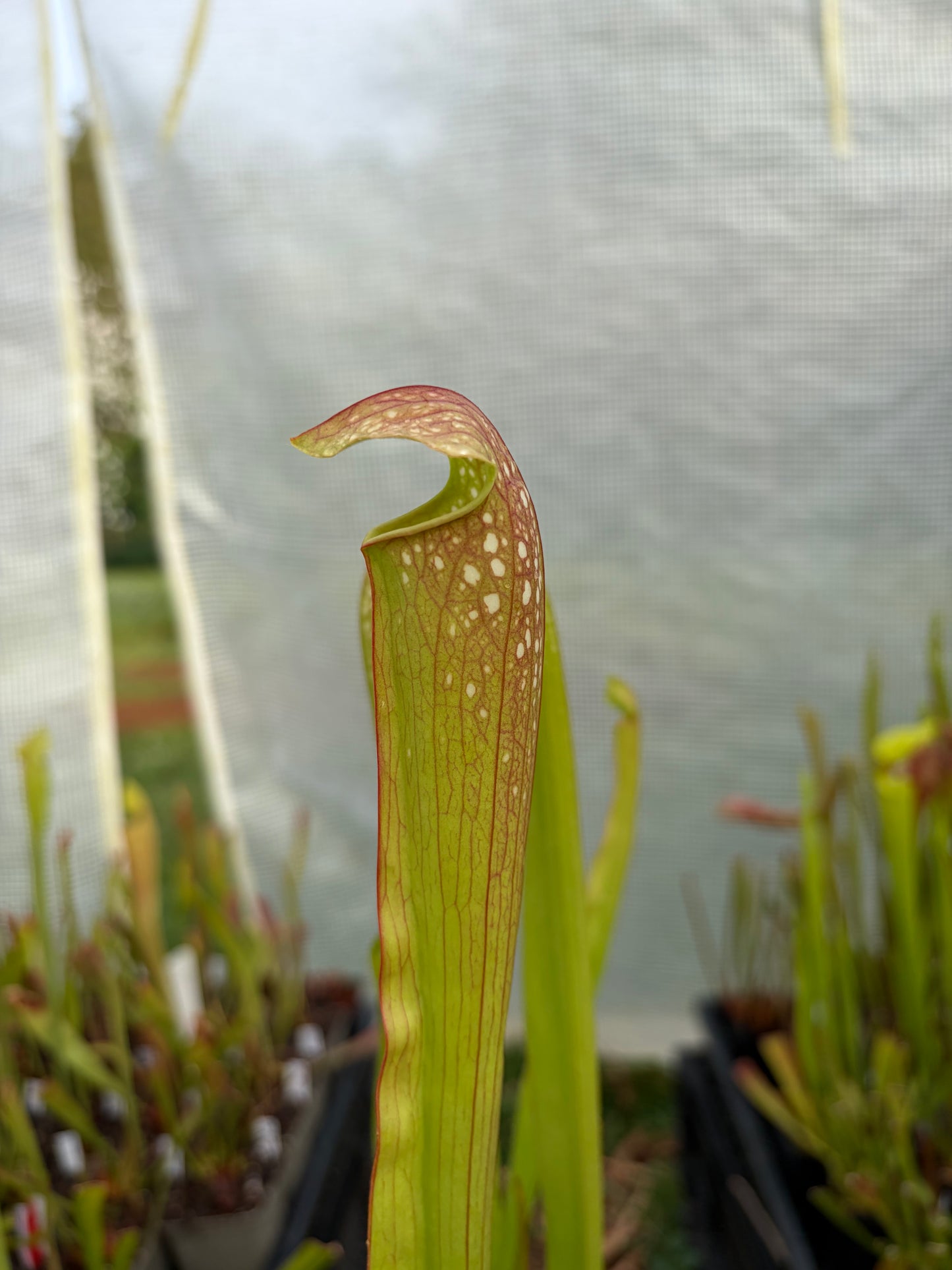 Sarracenia x excellens