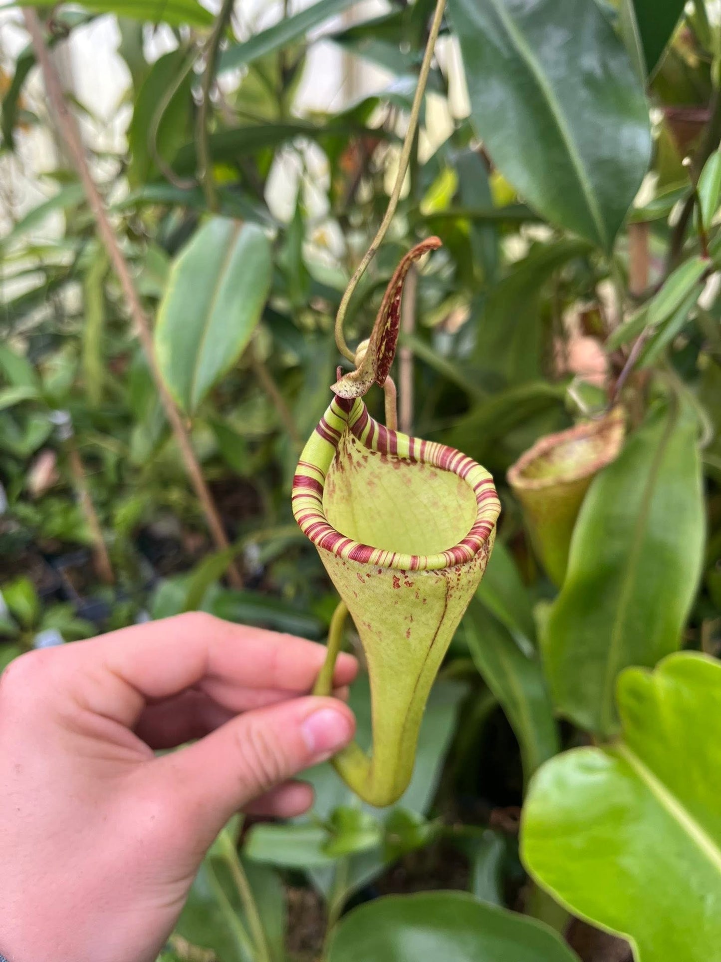 Nepenthes epiphytica ‚MS female‘ rooted cutting
