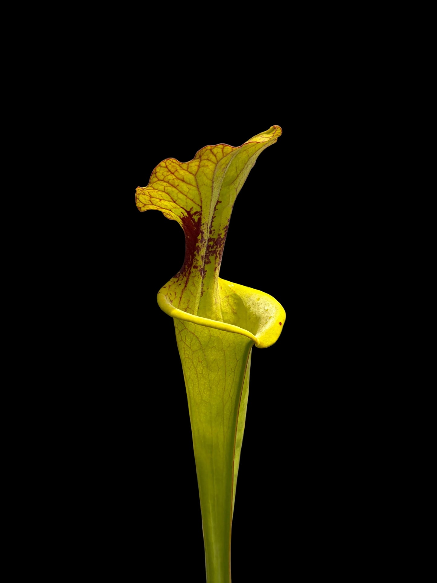 Sarracenia flava hybrid #016