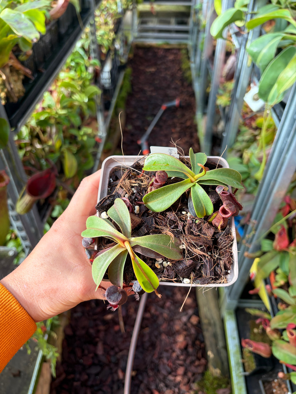 Nepenthes lowii x muluensis 7cm