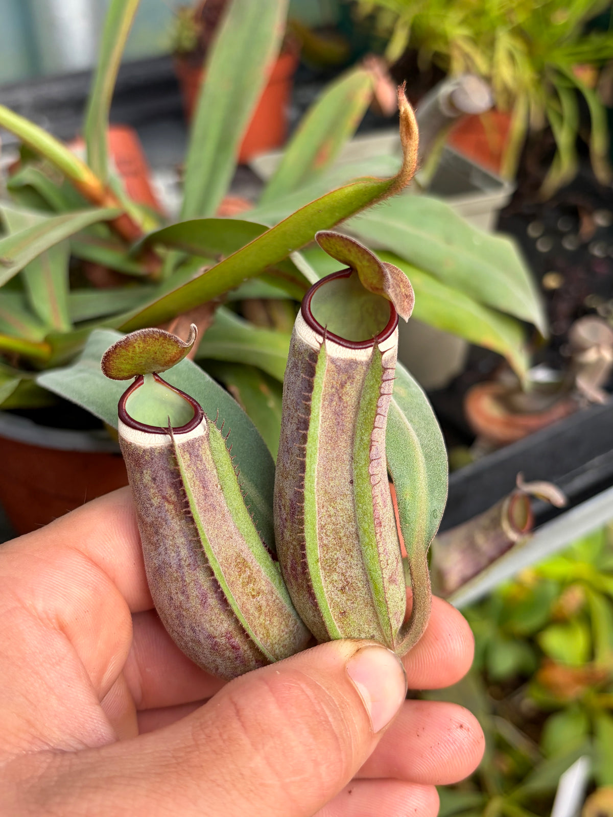 Nepenthes albomarginata ‚Black‘ 30cm+