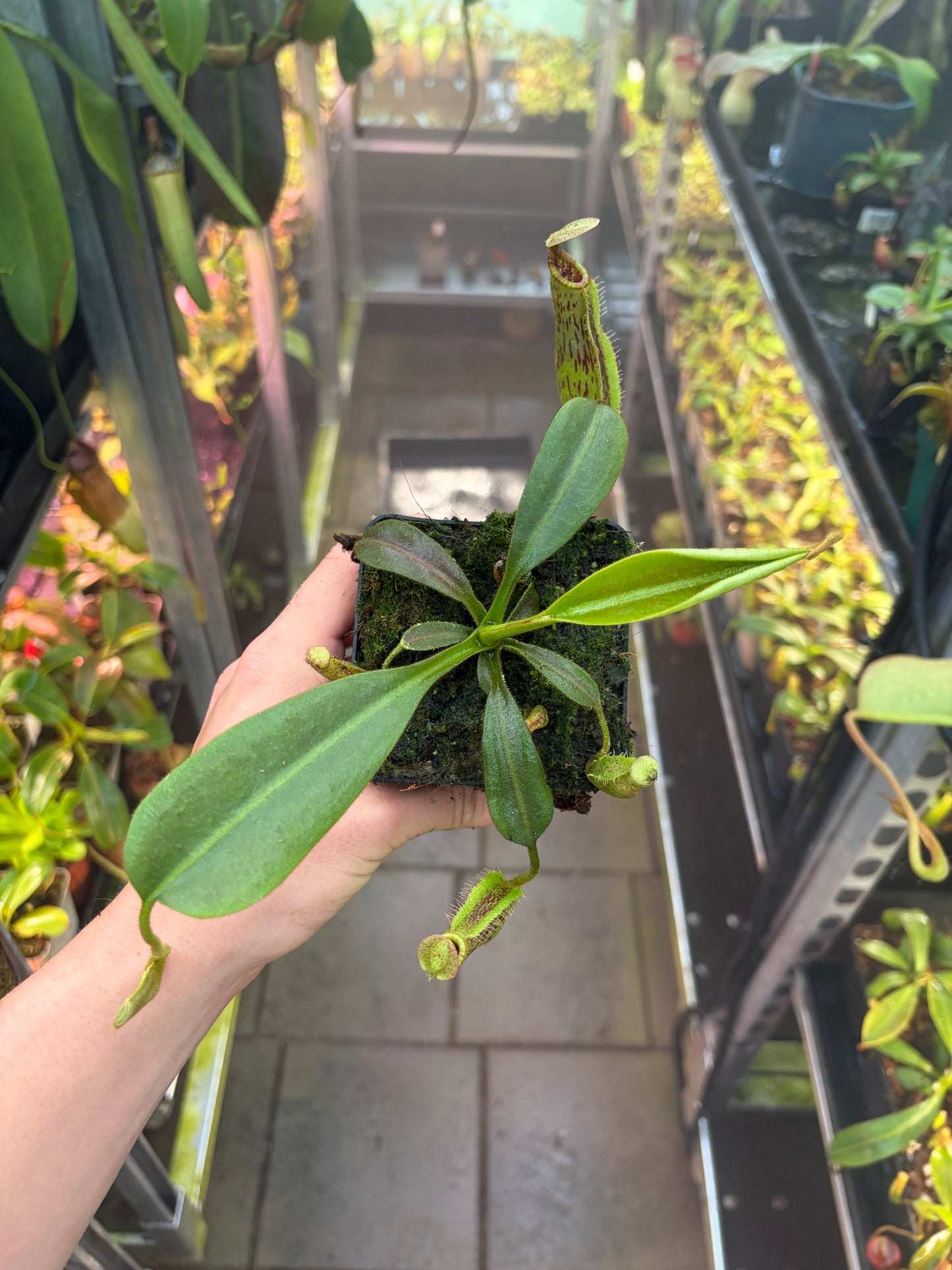 Nepenthes (veitchii x platychila) x (lowii x veitchii) 10cm