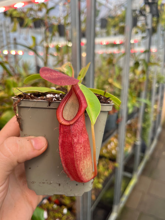 Nepenthes spathulata x dubia 10-15cm