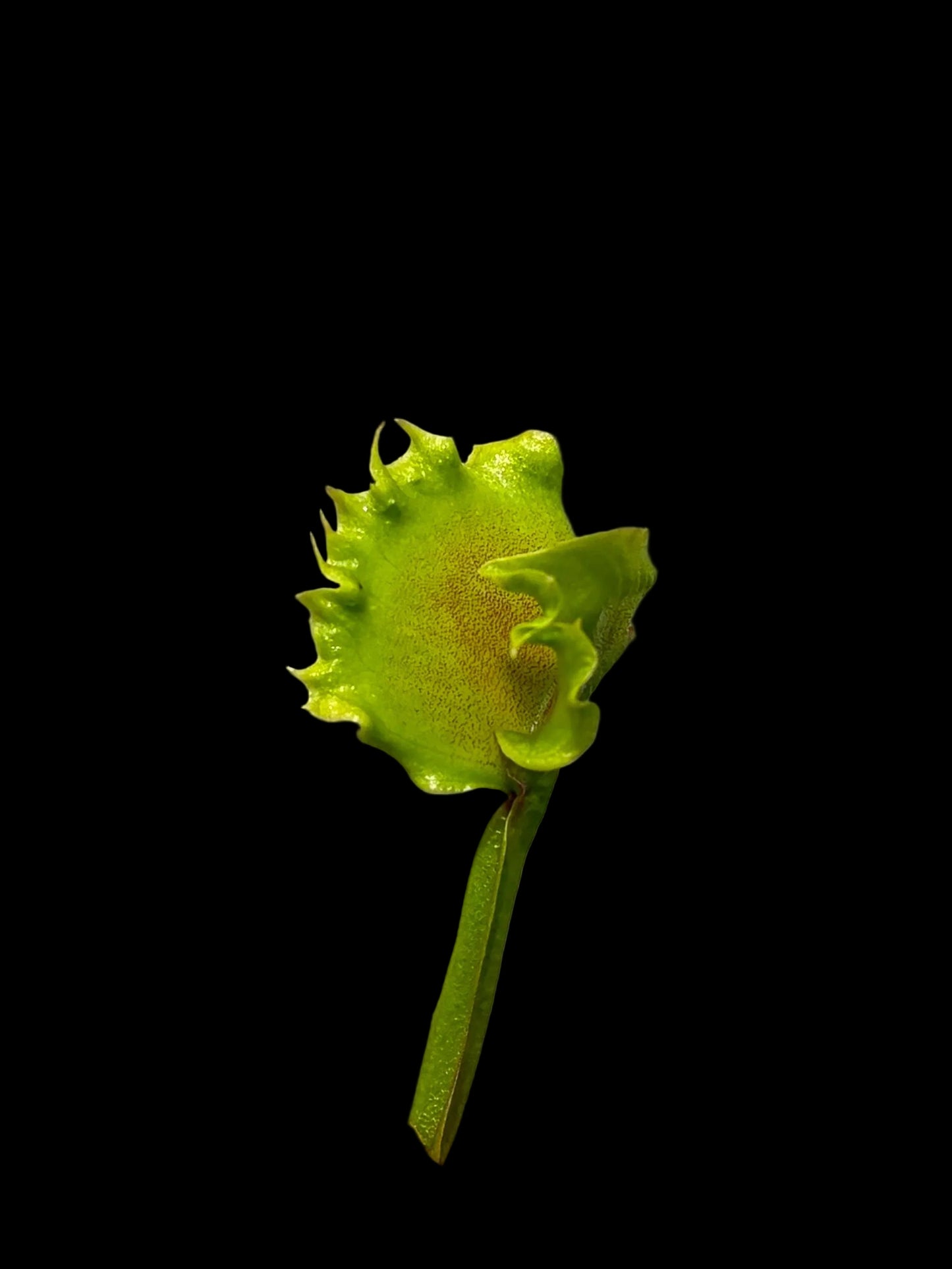 Dionaea muscipula 'Meltdown'