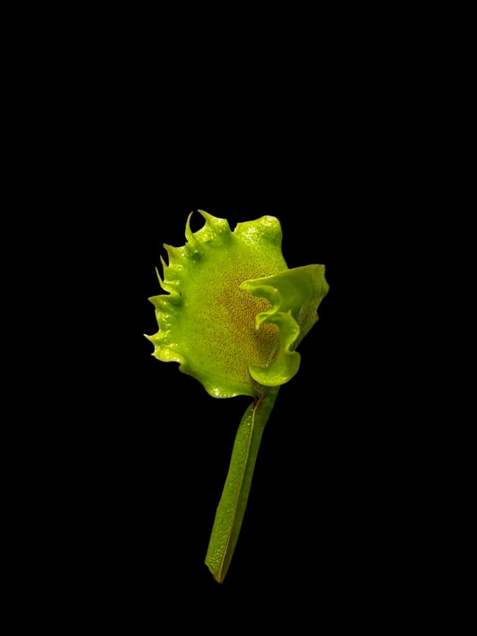 Dionaea muscipula 'Meltdown'