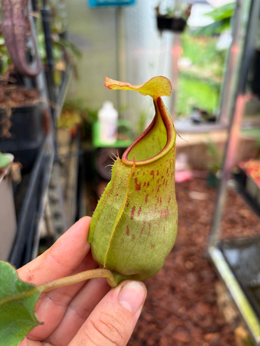 Nepenthes (adnata x spathulata) x veitchii ‚Bario‘ 15cm+