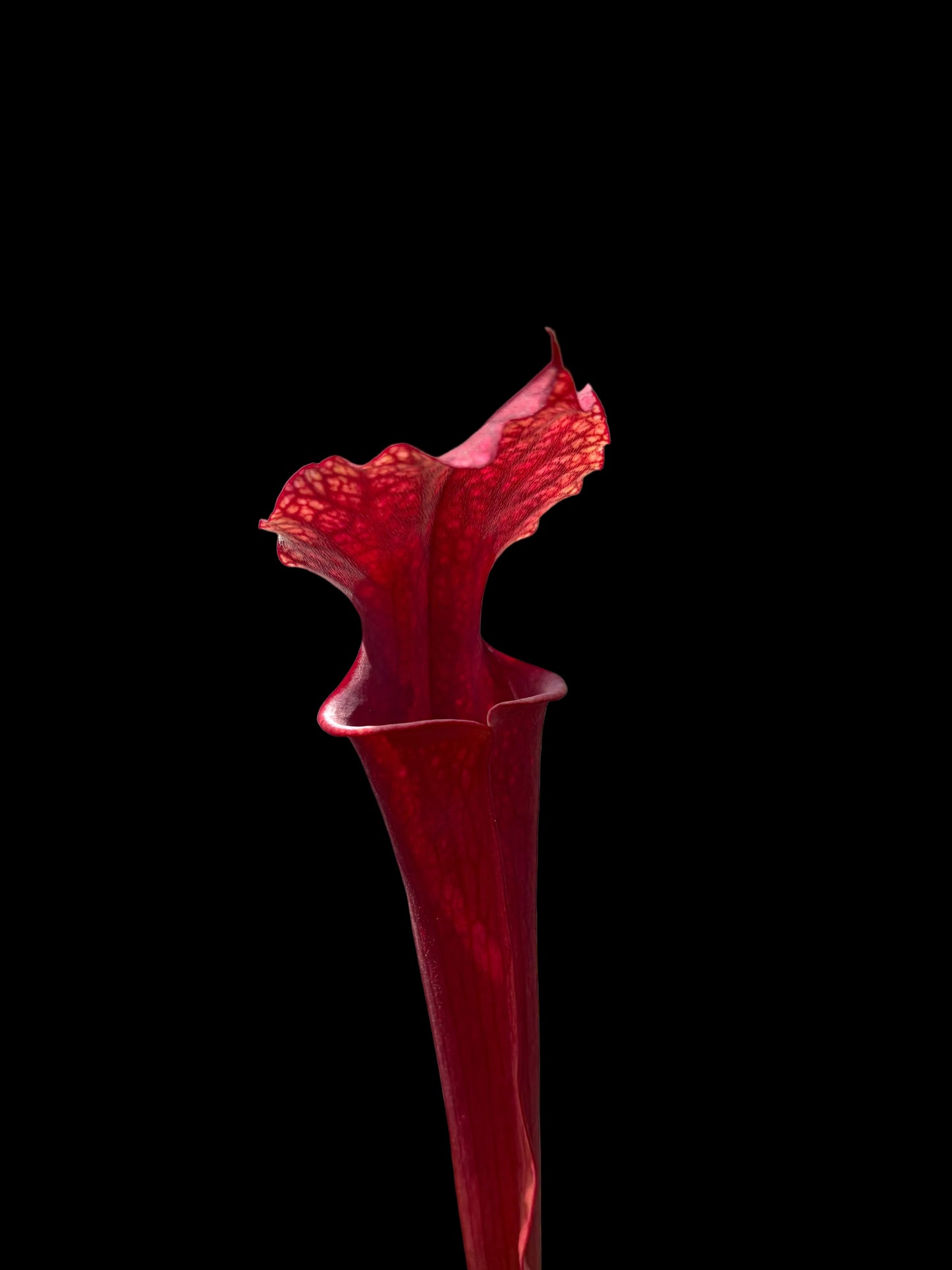 Sarracenia hybrid #017