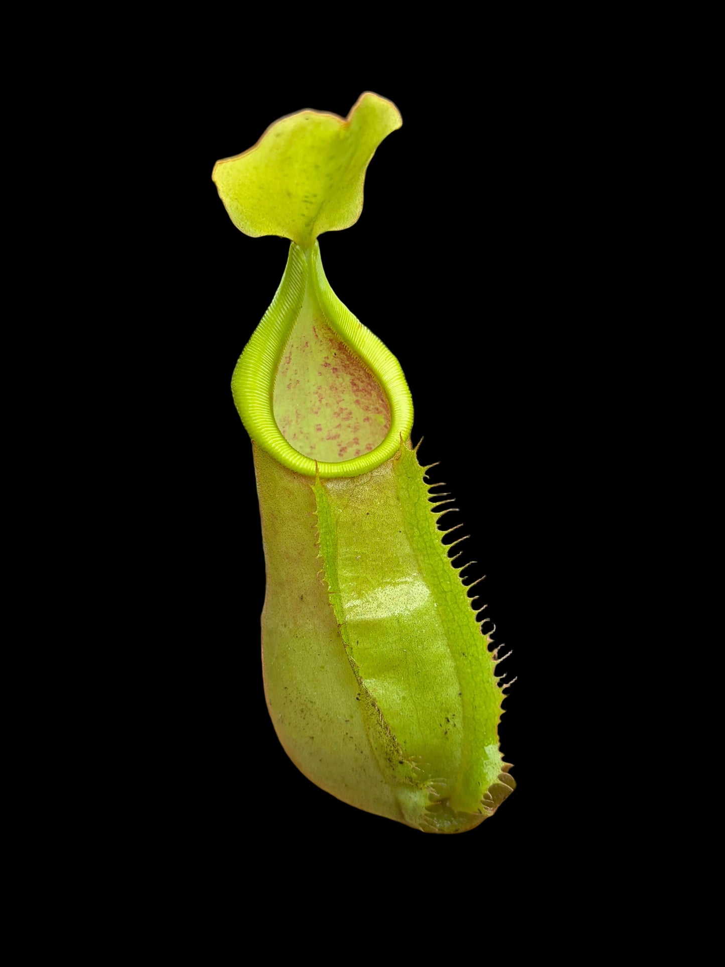 Nepenthes (adnata x spathulata) x veitchii 'candy' 15-20cm