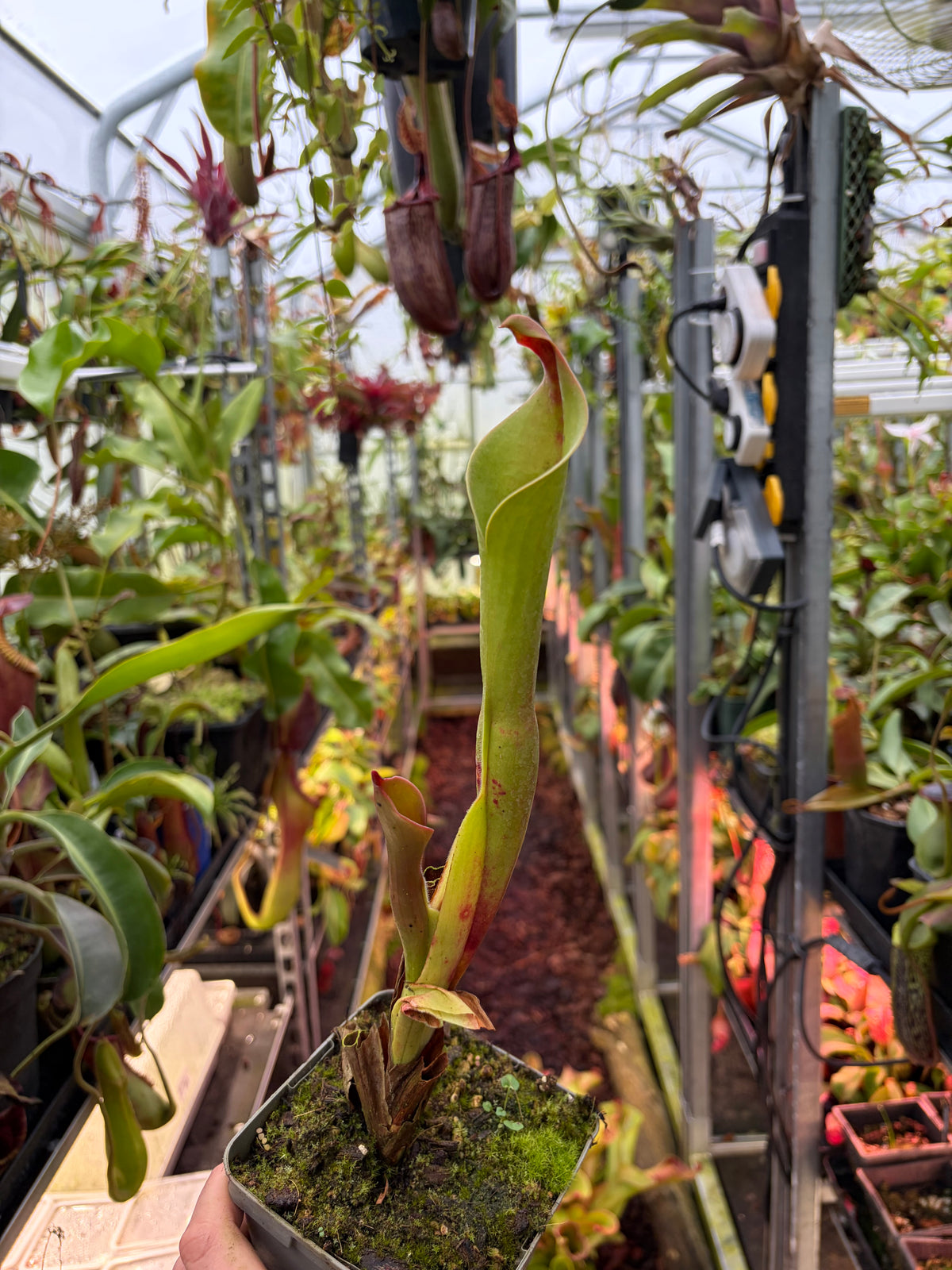 Heliamphora neblinae ‚red‘ #03