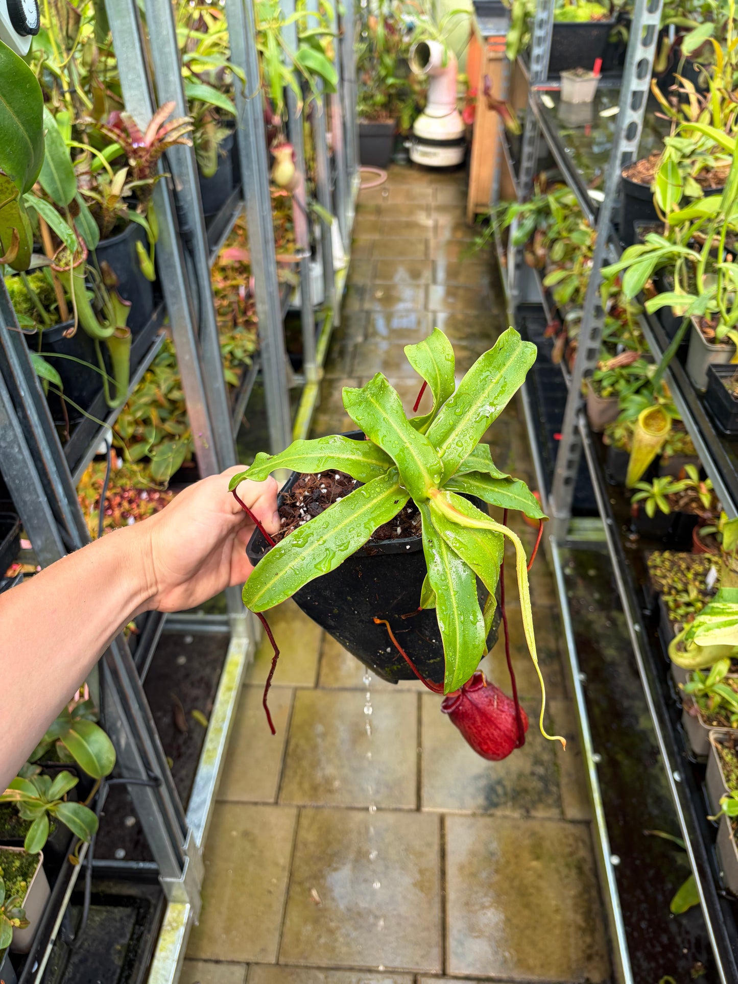 Nepenthes undulatifolia x ventricosa 30cm