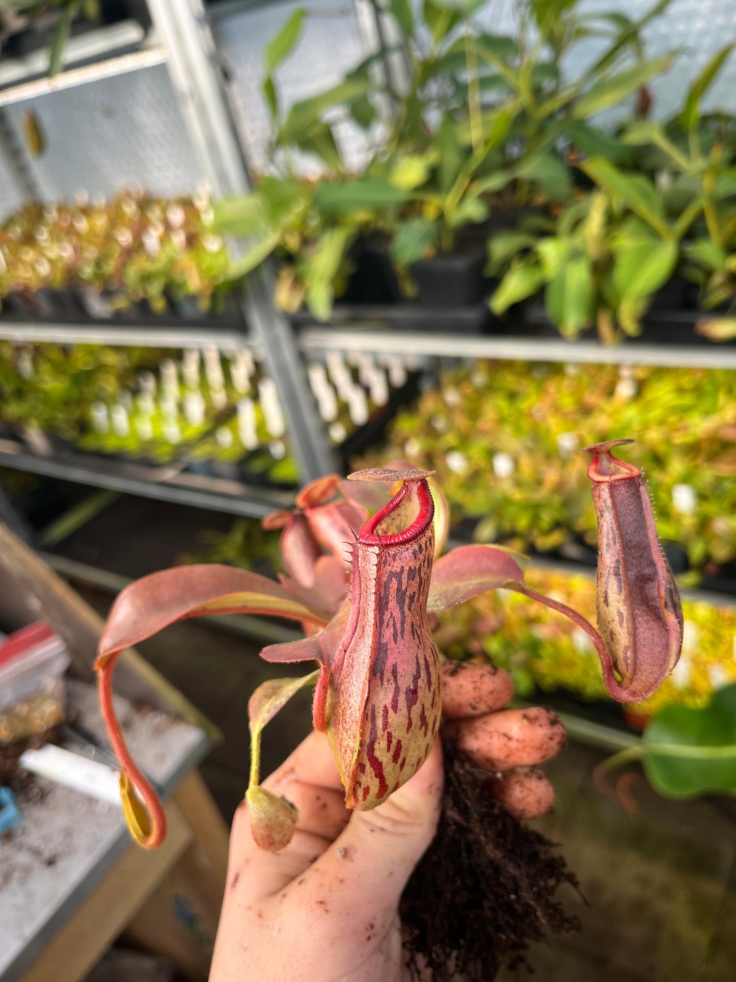 Nepenthes ventricosa x [glandulifera x (lowii x truncata)] 15 cm
