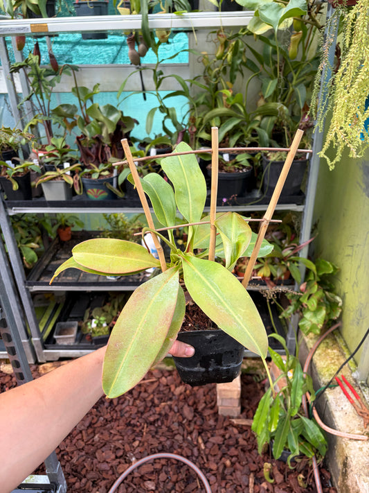 Nepenthes burbidgeae x sibuyanensis 40cm+