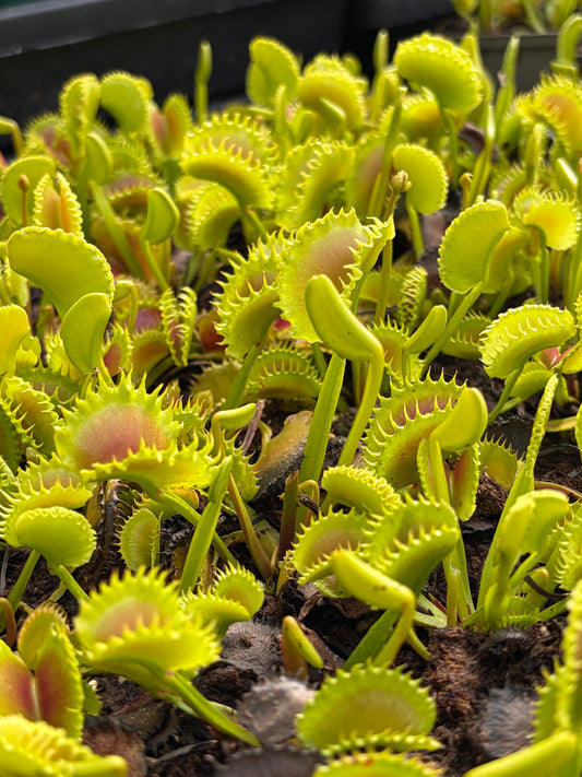 Dionaea muscipula 'Chinese Dumpling'