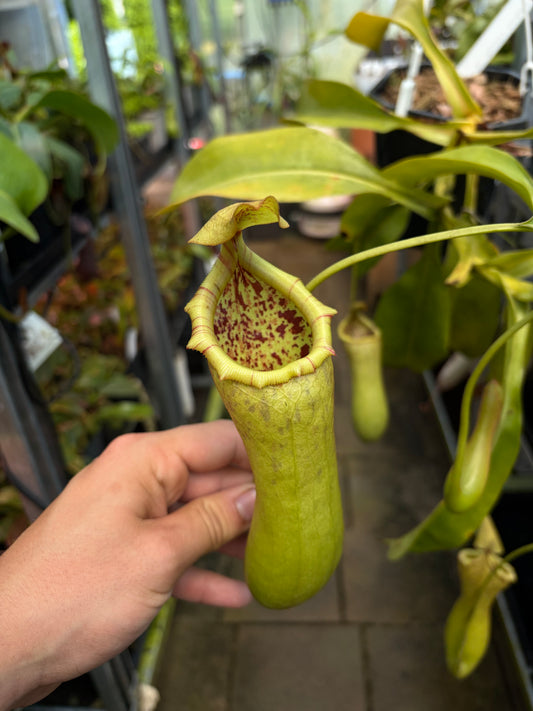 Nepenthes ventricosa x truncata CK