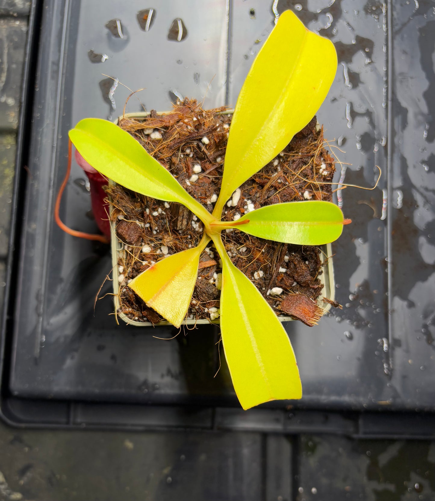 Nepenthes sibuyanensis x lowii 10cm