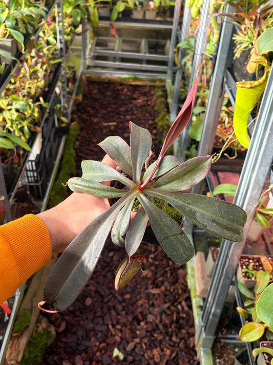Nepenthes tenuis x peltata 30cm