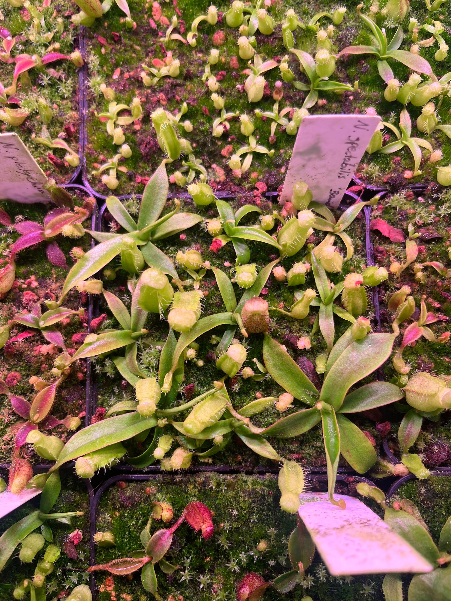 Nepenthes spectabilis ‚Bandahara‘ 7cm