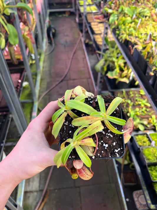Nepenthes ventricosa ‚Madja-as‘ 10cm