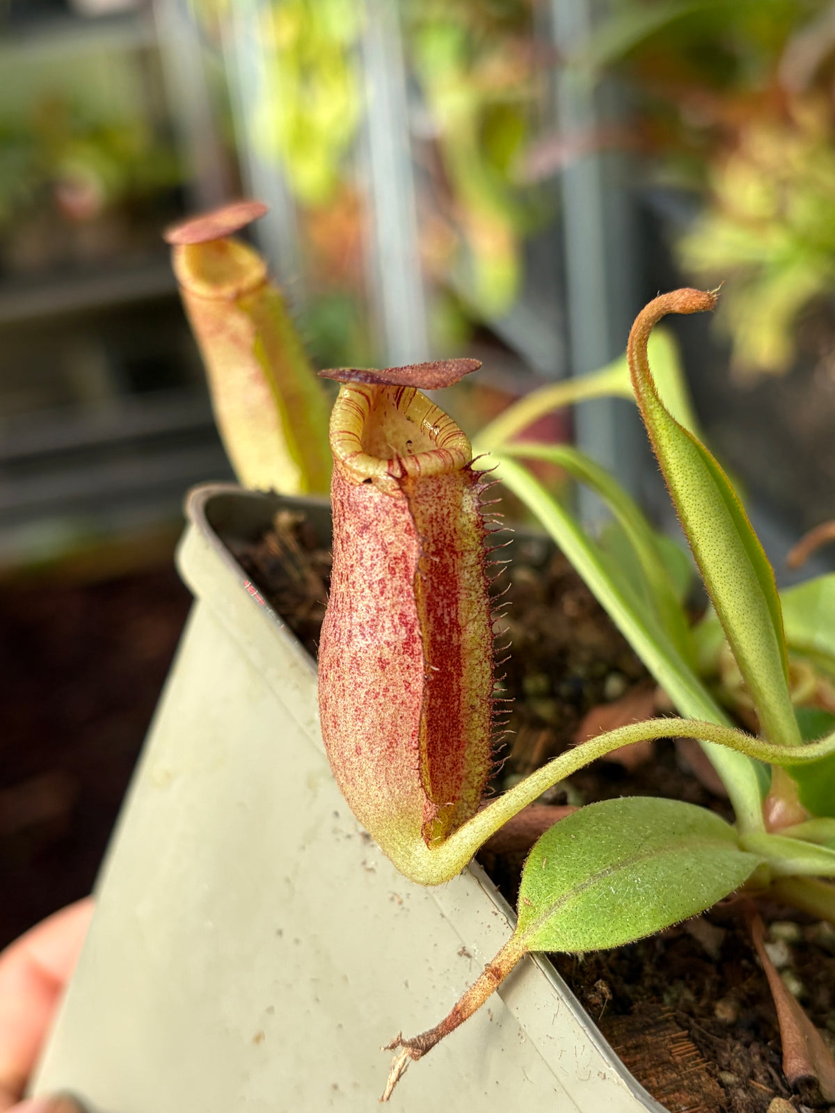 Nepenthes spectabilis x lowii (BE-4524) 10cm