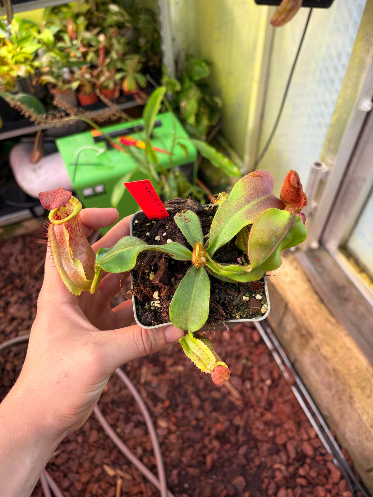 Nepenthes veitchii ‚M x M‘ #1 15cm
