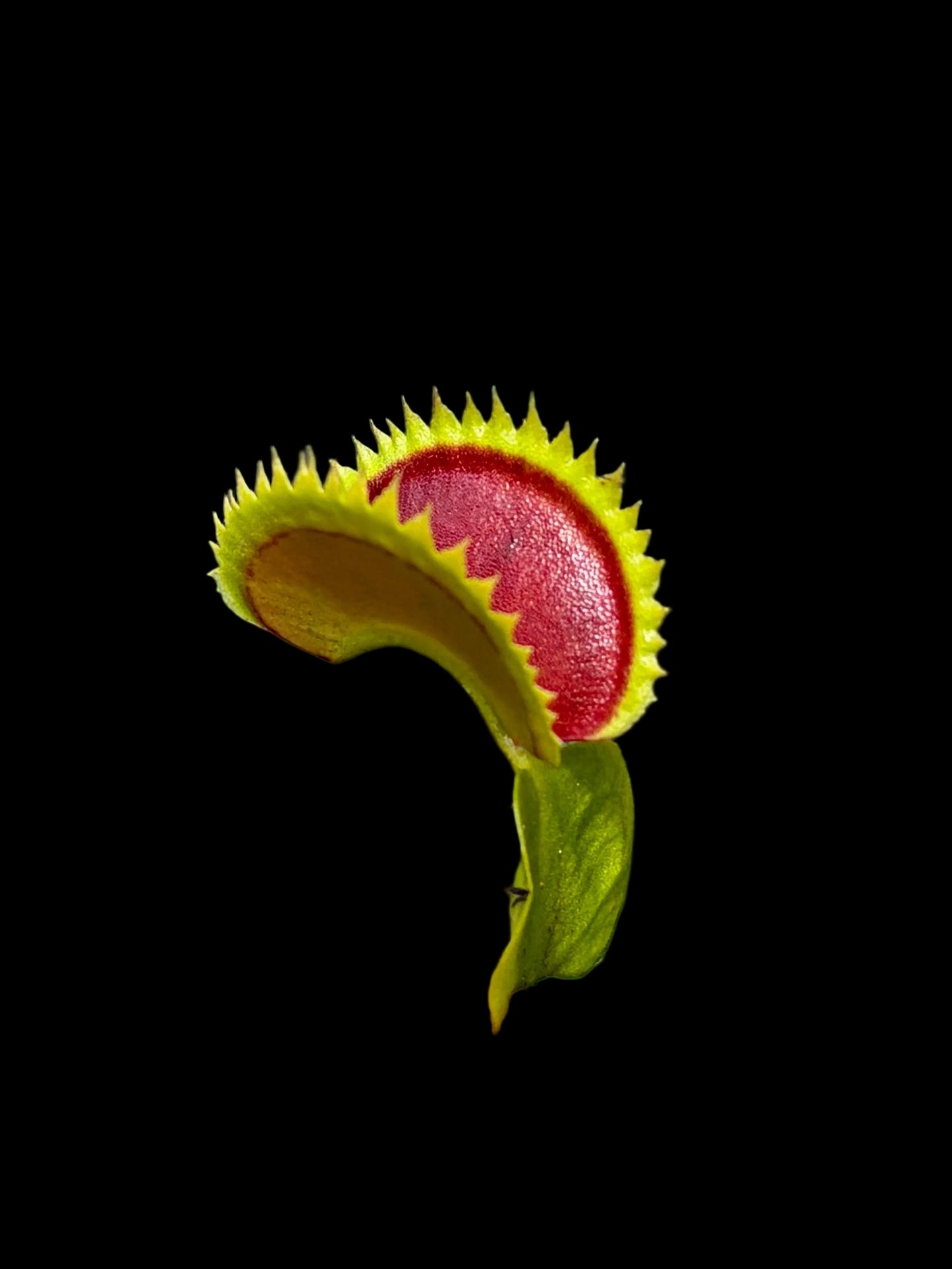 Dionaea muscipula ‚Big Draco‘