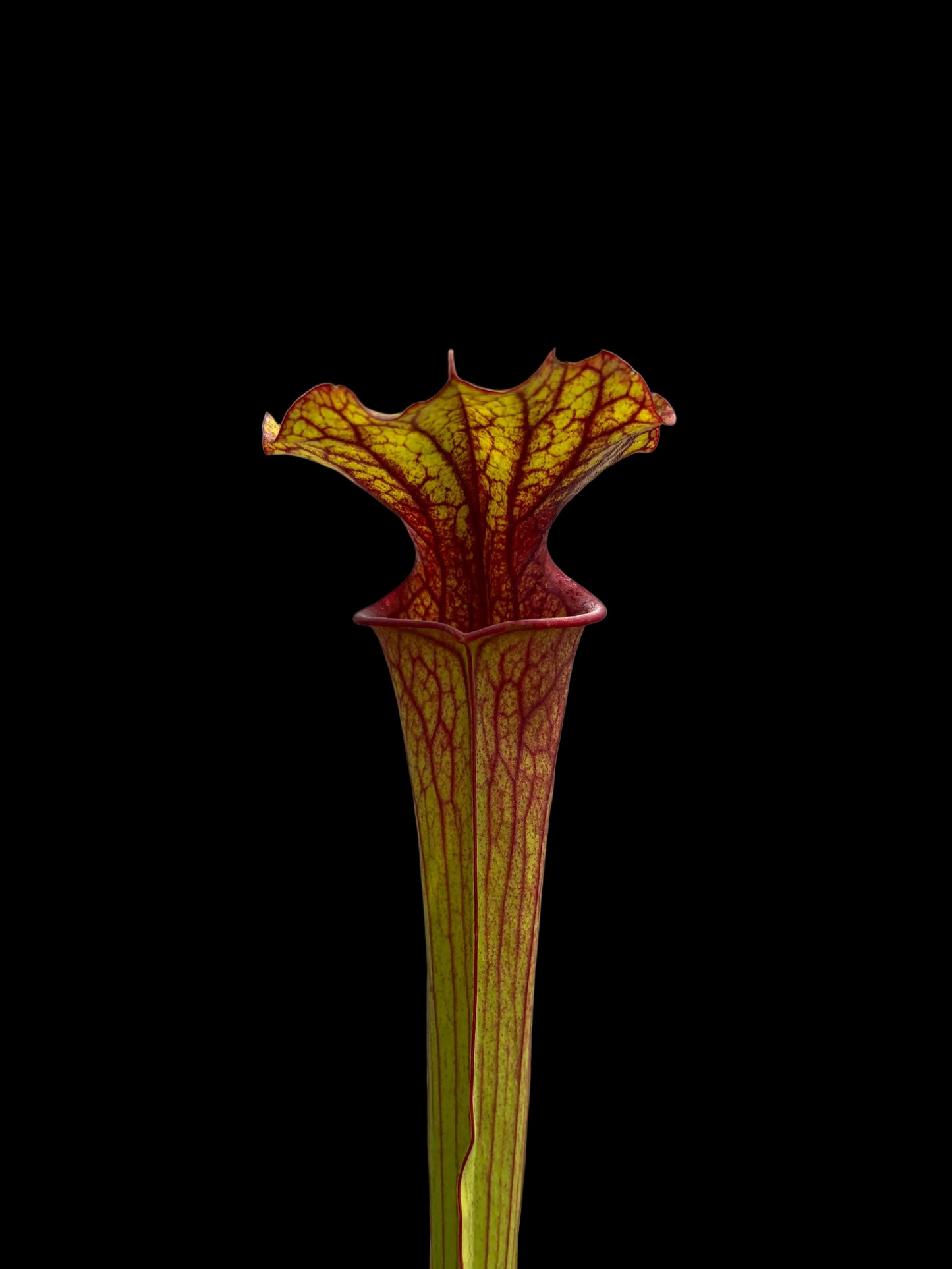 Sarracenia flava hybrid #013