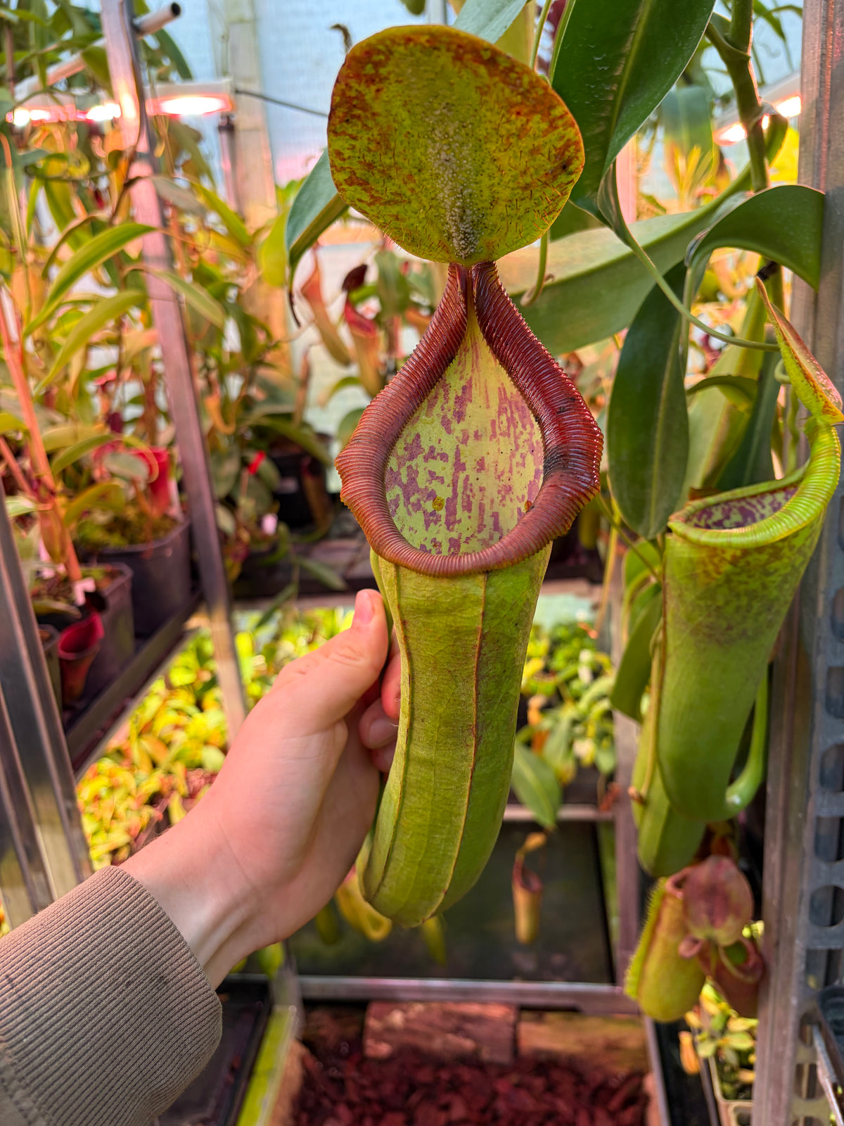 Nepenthes lowii x spathulata ‚SG‘ 20cm